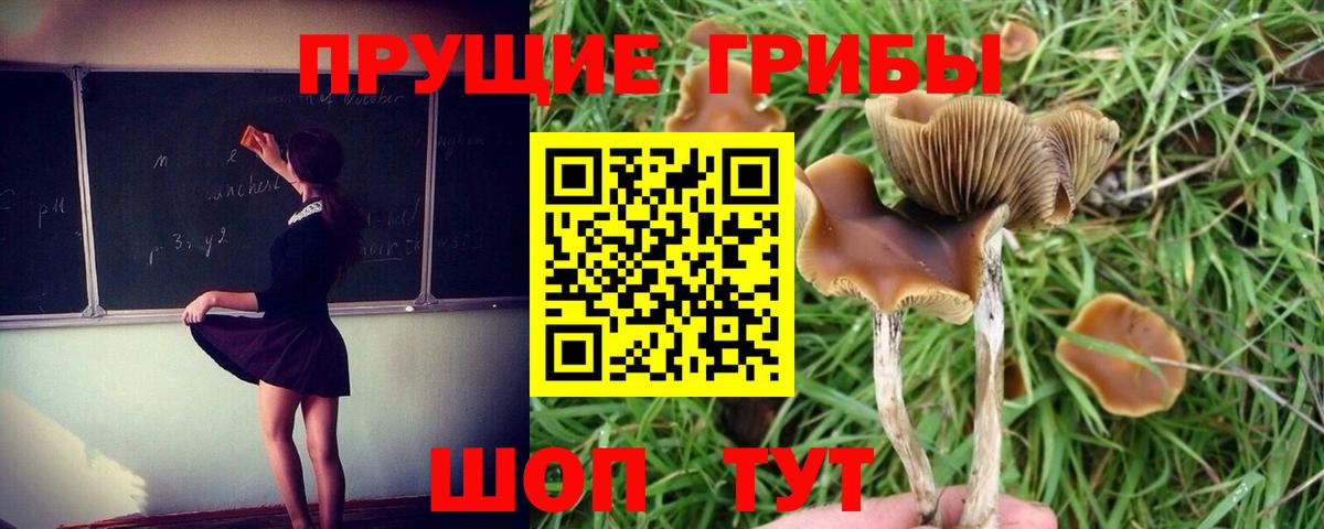 Новый Уренгой  Псилоцибиновые грибы Cubensis  Вход с VPN 